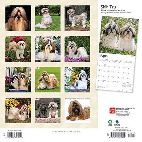 2024年 シーズー カレンダー ブラウントラウト 30.5 x 61 cm (Shih Tzu Square Calendar)