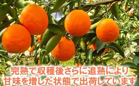 木戸農園のタロッコ（ブラッドオレンジ）約3.5kg（秀品）＜113-005_5＞