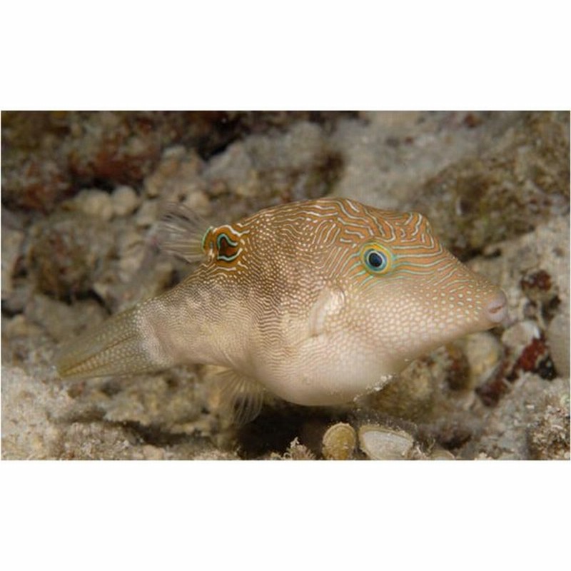 海水魚 フグ ヒメキンチャクフグ 5cm 1匹 通販 Lineポイント最大get Lineショッピング