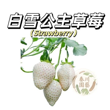 嘉義現貨（白雪公主草莓種子CM-7）新品白草莓種子~ 室內盆栽四季種植超甜草莓種籽陽臺庭院