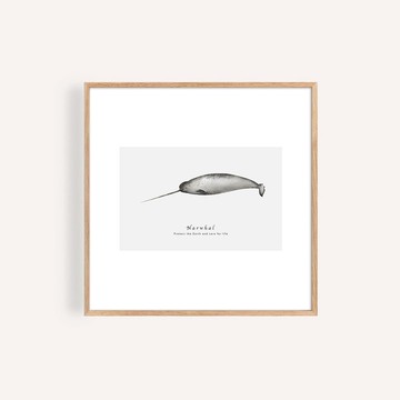 獨角鯨 海洋掛畫 / 正方形 畫芯 海報 無框畫 裝飾畫
