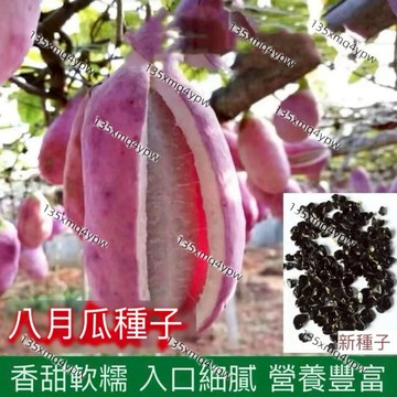 現貨 八月瓜種子（25粒）四季高產 八月瓜種子 野生八月瓜八月炸 水果種子 5-6月份播種 爬藤水果種子發芽率高