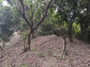 田寮區#低總價農地2.3分#田園風光23866｜高雄市田寮區田寮段