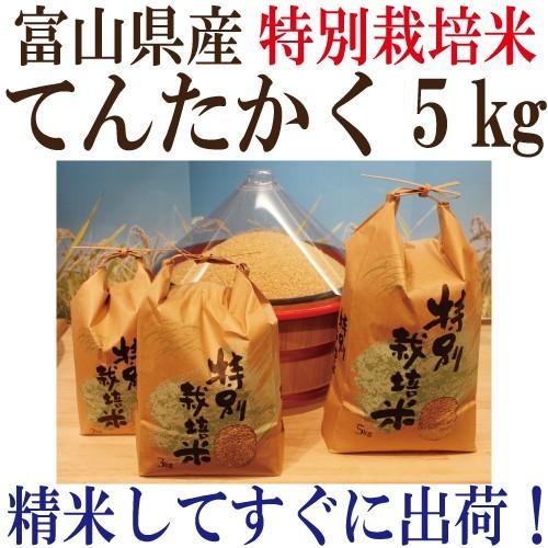 新米 令和５年度産　富山県産 特別栽培米てんたかく 玄米５ｋｇ