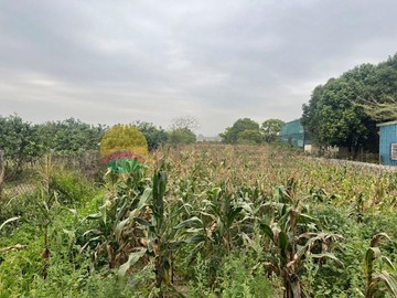 (專)胡厝寮彩繪村美農地｜台南市善化區曾文段
