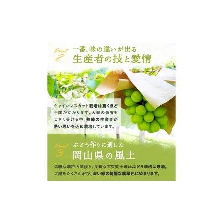 ふるさと納税 ぶどう 2024年 先行予約 シャイン マスカット 晴王 3〜5房 2kg前後 （10月上旬〜11月下旬発送分） ブドウ 葡萄  岡山県産 国産 フ.. 岡山県玉野市