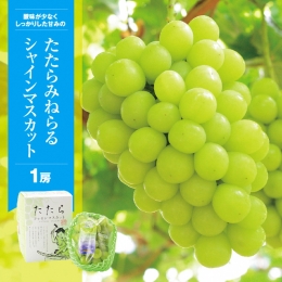 たたら みねらる シャインマスカット１房 650g以上 糖度18度以上 甘い 種無し 朝どれ ぶどう ブドウ 葡萄 マスカット シャインマスカット YG．ディストリビューター 岡山県 笠岡市