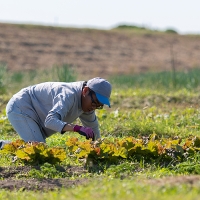 佐賀産季節の旬野菜10種類とドレッシング：B016-039