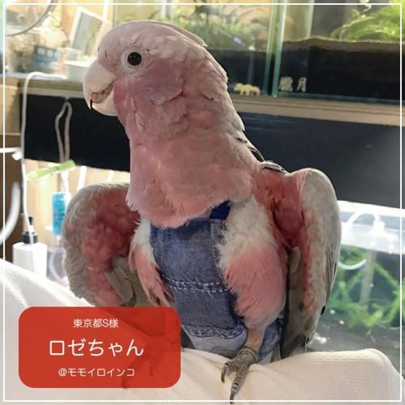 フライトスーツ ワイドプラス〜モモイロインコ ソロモンオウム | LINE