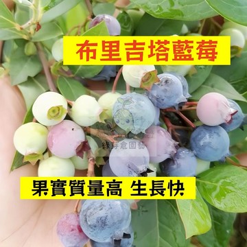 🌱早熟高產 布里吉塔藍莓種子LM-7 進口品種 果實質量高 生長快 易生長  高產 抗病抗旱易種植 高產盆栽樹株水果種子