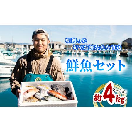 ふるさと納税 産地直送！ 海陽町より旬の魚をお届け！ 鮮魚セット 中セット 約４kg  詰め合わせ  徳島県海陽町