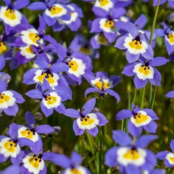 （加州小鈴鐺種子）（50粒入）清香型盆栽庭院花海種子 四季懶人花卉種子  四季開花 簡單好種植 撒下即活