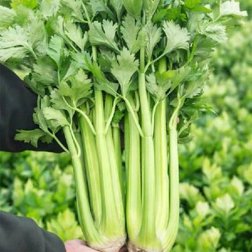 【台灣現貨】西芹種子｜煮湯打汁 低鈉高纖｜陽台盆栽水耕可種｜美國荷蘭大廠正品｜附台灣氣候種植小撇步｜現貨速發