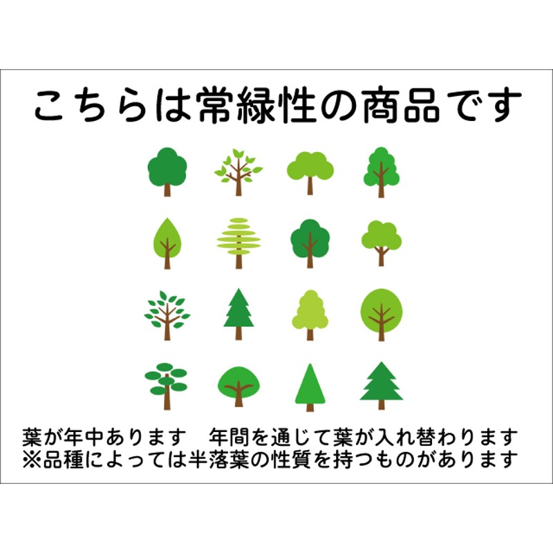 ヒメシャリンバイ 1.2m 露地 苗 | LINEショッピング