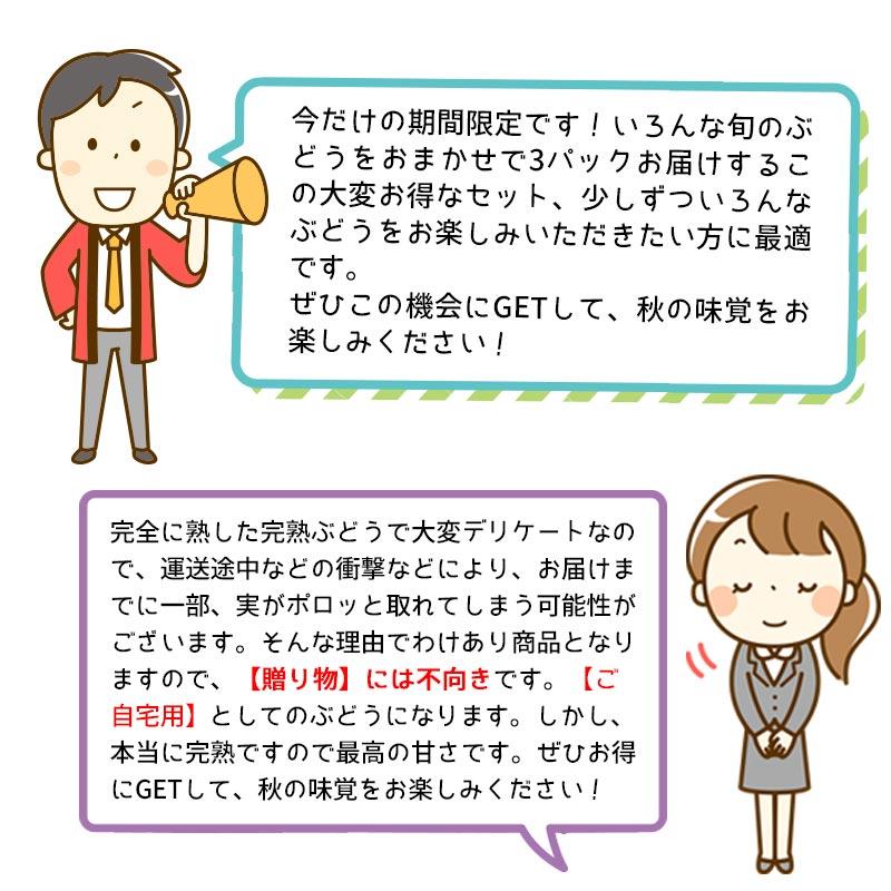 信州 長野県産 完熟 ぶどう数量限定 種なしぶどう