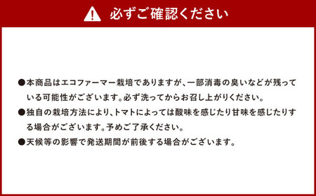 ソムリエ ミニトマト ダイヤ 3kg とまと トマト