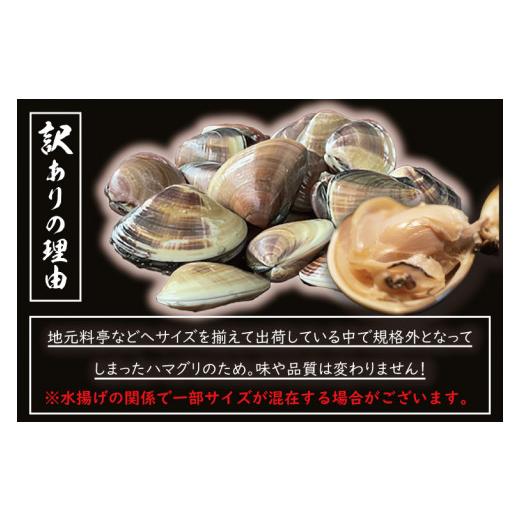 ふるさと納税 茨城県 大洗町  期間限定 鹿島灘 ハマグリ 訳あり 1.5kg 砂抜き済み はまぐり 蛤 わけあり 国産 天然 茨城県産 鹿島灘産…