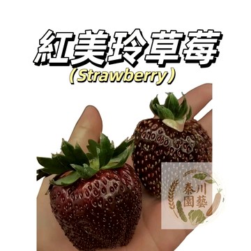 嘉義現貨（真紅美玲草莓種子CM-2）日本進口大黑果進口品種~口感甜~稀有珍貴品種四季水果種子#strawberry