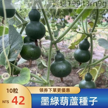 現貨🐸【墨綠葫蘆種子】🐸 （100粒）新品翠綠葫蘆種子 翡翠葫蘆種子 新手易種 室內外陽台庭院盆栽花卉種子