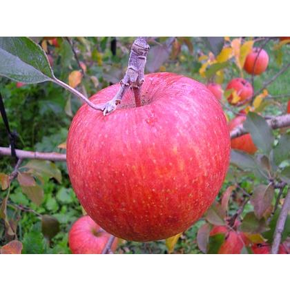 御歳暮 お歳暮 ギフト りんご フルーツ サンふじ 秀品 長野県産 蜜りんご 特選3kg箱9〜12個入り 産地直送 送料無料 果物