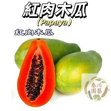 現貨（紅肉木瓜種子）｜陽台盆栽果樹｜營養滿分茄紅素｜肉厚多汁甜度高｜新手也能大豐收 色澤橙紅誘人，汁水豐沛