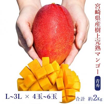 ふるさと納税 宮崎県 ◇宮崎県産完熟マンゴー[青秀] 合計約2kg(4〜6玉)