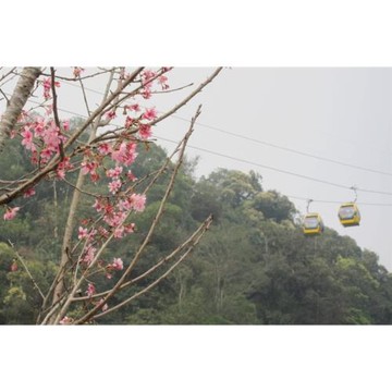 南投｜九族櫻花季.埔里紙教堂.台一生態休閒農場.多肉秘境.日月潭大淶閣飯店二日｜高雄台南_25KHHNTO65