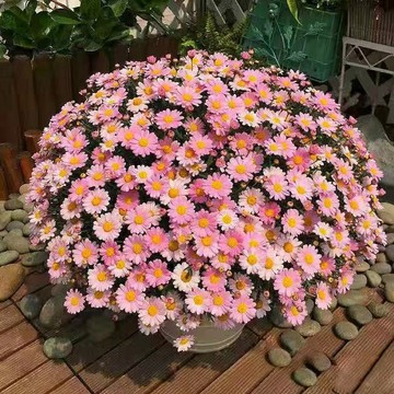 🌸【瑪格麗特種子】藍調 皇瑪 心動等稀有色/耐熱好養 開花機器/高發芽率 易爆盆/新手極易種 撒種就活