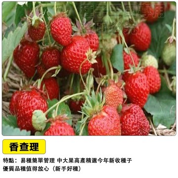 🍓香查理草莓種子 高山品種 四季開花 陽台盆栽 水果種子 家庭農場 可食用 療癒園藝 好種易活產量大~甜度高~