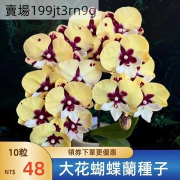 現貨🌺【大花蝴蝶蘭種子】🌺（50粒） 日本蝴蝶蘭種子 多色多款精品君子蘭種子 庭院陽台室內外花卉錄植盆栽種籽 新手易養