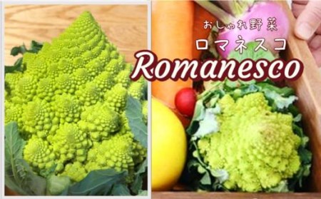 シェフ御用達！大阪泉州野菜BOX    野菜定期便 定期便6回