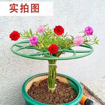 🔥臺灣出🔥太陽花棒棒糖支架單層多層支撐架植物造型爬藤固定架蟹爪蘭支撐桿