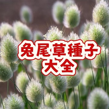 🌱（兔尾草種子大全）當季新籽  發芽率高 耐寒耐熱 觀賞性強  陽台庭院盆栽 新手易種植 #超優惠