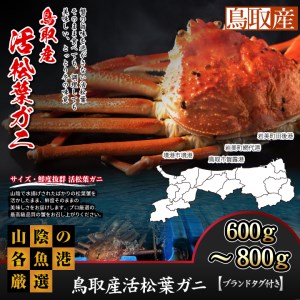 鳥取産活松葉がに 600g～800g (大サイズ)