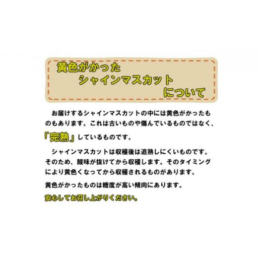 ふるさと納税 岡山県 岡山市 ぶどう 2024年 先行予約 シャイン マスカット 約2kg 糖度抜群！ ブドウ 葡萄 岡山県産 国産 フルーツ 果…