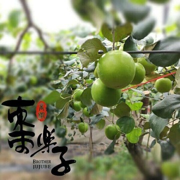 【棗樂子】檜木蜜棗(優等)5斤手提禮盒x1入