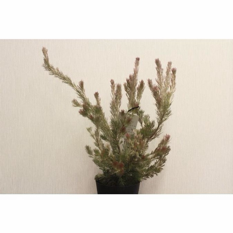 アデナンサス ルーラタン 高さ約65cm プラ鉢 観葉植物 | LINE