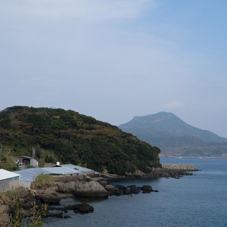 とらふぐアラと明太子 たらふくセット 4〜5人前 ふぐ鍋  博多明太子 長崎県産ふぐ