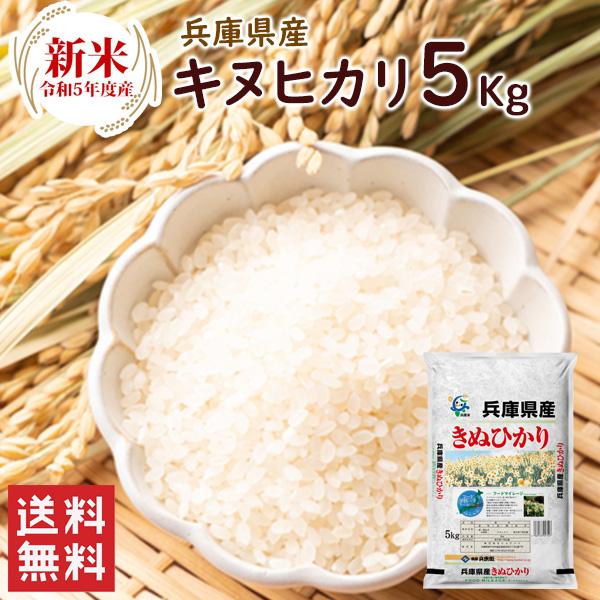 新米 兵庫県産キヌヒカリ5kg（5kg×1袋）  送料無料 令和5年産 キヌヒカリ 精米 お米 米 兵庫県産 5kg（北海道・沖縄別途送料）（配達日・時間指定は不可）