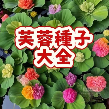 🔥热销 （芙蓉花種子大全）當季新籽 發芽率高  四季種植 開花  水芙蓉 懶人花卉造景植物 特色花卉🌺