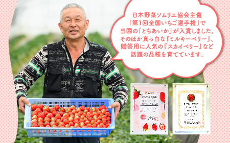 大満足4種食べ比べセット（とちおとめ、ミルキーベリー、とちあいか、スカイベリー）400g×2パック　800g ※2024年2月下旬～5月下旬頃に順次発送予定 ※着日指定不可