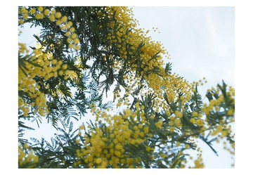 明信片 照片 – 含羞草 – 三張一組 – 黃色花朵