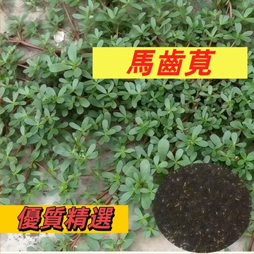 【台灣現貨】馬齒莧種子 豬母奶｜本土野菜之王｜耐熱耐旱 夏天最強｜涼拌炒蛋都好吃｜隨便種都活 #食用蔬菜種子