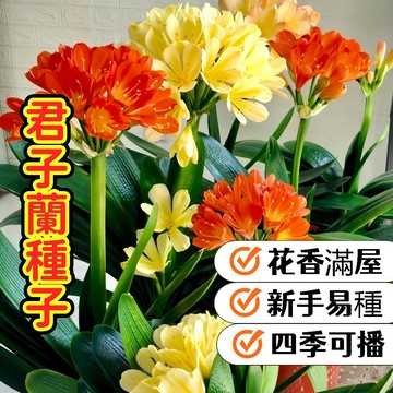 【開花超美】君子蘭種子 室內盆栽 淨化空氣 易種活 附栽種指南 綠化家居 陽台植物 花卉種子 淨化甲醛 吸塵菸 懶人植物