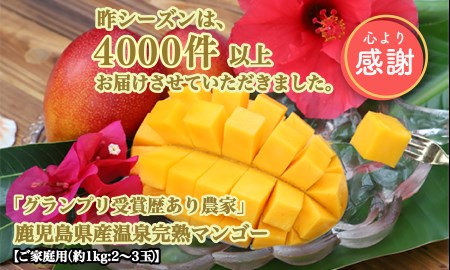 完熟 マンゴー＜訳あり マンゴー ＞鹿児島県 マンゴー いぶすき産 マンゴー 温泉完熟 マンゴー 約1kg(TP B-009) マンゴー 訳あり マンゴー 高級 マンゴー 高級