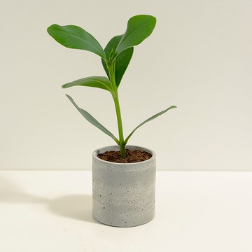 書帶木│泥作系列│福所栽