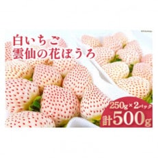 白いちご 「雲仙の花ぼうろ」 250g×2パック