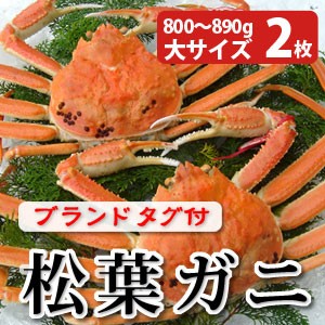 松葉がに800～890g（大サイズ）×2枚 日本海産 未冷凍 お歳暮ギフト 送料無料（北海道・沖縄を除く）