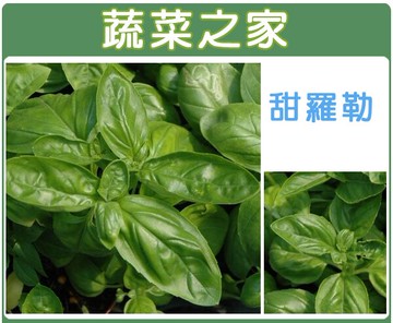 【蔬菜之家】K12.甜羅勒種子(共2種規格可選)